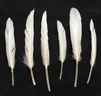 Duck Pointers 6-10" Bleached White - Per lb