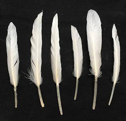 Duck Pointers 6-10" Bleached White - Per lb