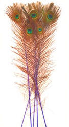 Dyed Blue Peacock Feathers 35"-40" (Pack of 100)