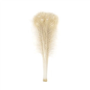 Dyed Ivory Peacock Feathers 35"-40" (Pack of 100)