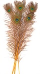 Dyed Gold Peacock Feathers 35"-40" (Pack of 100)