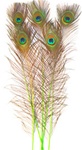 Dyed Lime Green Peacock Feathers 35"-40" (Pack of 100)