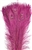Dyed Pink Peacock Feathers 35"-40" (Pack of 100) - EXTRA DYE!!