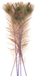 Dyed Purple Peacock Feathers 35"-40" (Pack of 100)