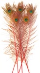 Dyed Red Peacock Feathers 35"-40" (Pack of 100)