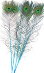 Dyed Turquoise Peacock Feathers 35"-40" (Pack of 100)