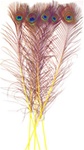 Dyed Yellow Peacock Feathers 35"-40" (Pack of 100)