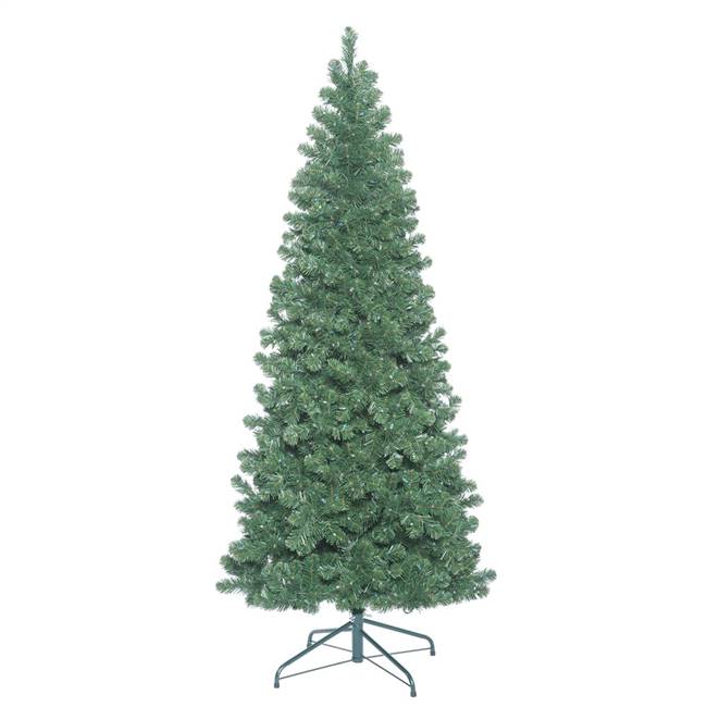 5.5' x 31" Oregon Fir Slim Tree 438 Tips