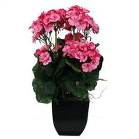 18" Pink Geranium in Black Pot