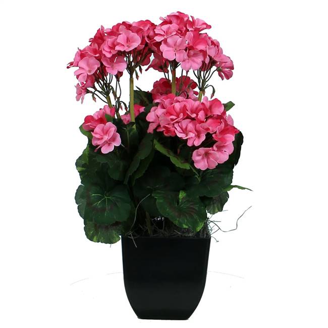 18" Pink Geranium in Black Pot