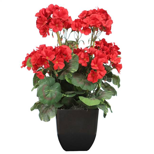 15" Red Geranium Bush in Black Pot