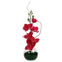 18" Hot pink orchid in glass bowl w/Soil