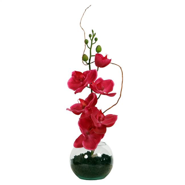 18" Hot pink orchid in glass bowl w/Soil