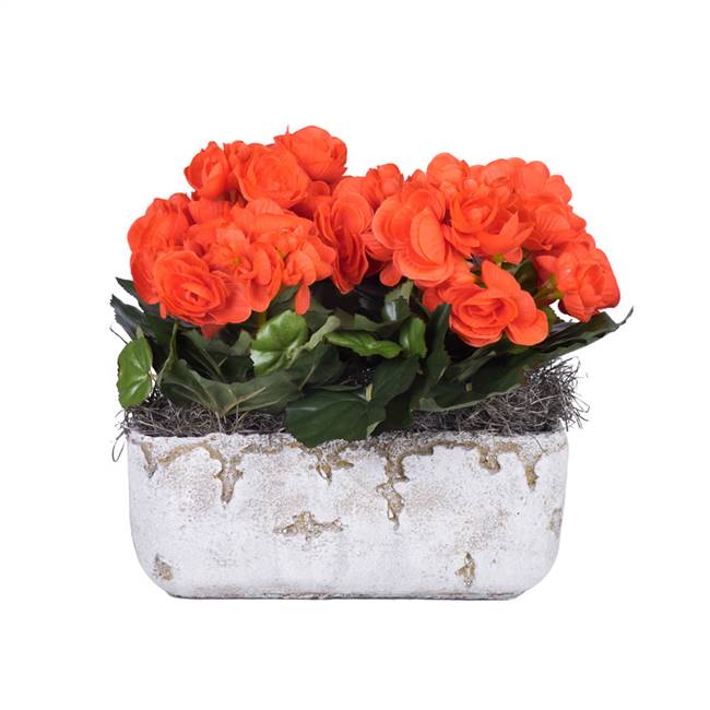 10" Orange Begonia in Cement Rectangle