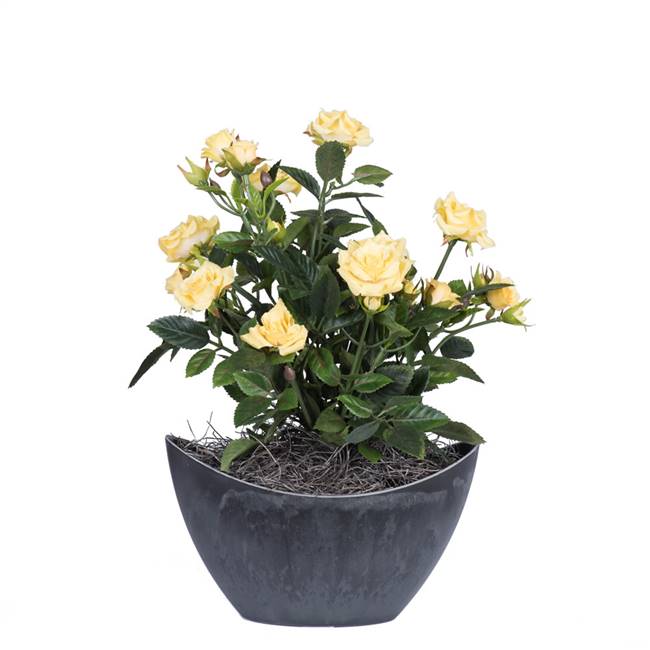 13.5" Yellow Mini Rose in Oval Container