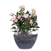 13.5" Lt Pink Mini Rose Oval Container