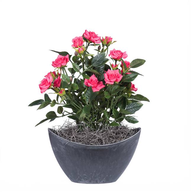 13.5" Hot Pink Mini Rose Oval Container