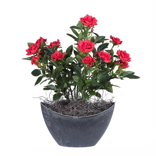 13.5" Red Mini Rose in Oval Container