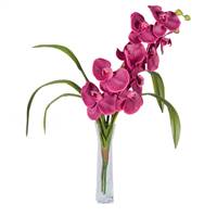 22" Magenta Orchid in Vase