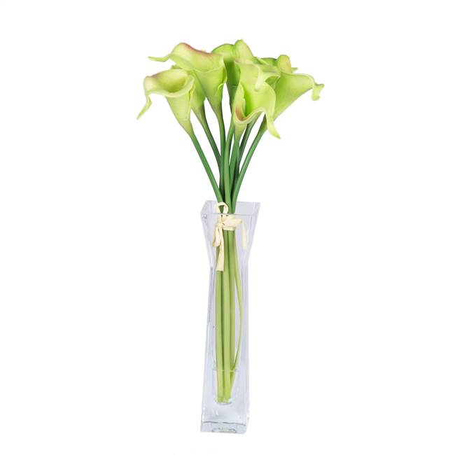 15" Green Calla Lily in Water