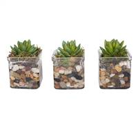 5" Succulent in Cube set/3