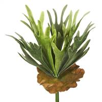13" Staghorn Fern Bush Frosted-Green