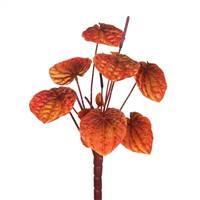 12" Anthurium Bush-Orange/Brown 3/Bag