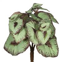 9" Begonia Bush-Grey/Brown 6/Bag