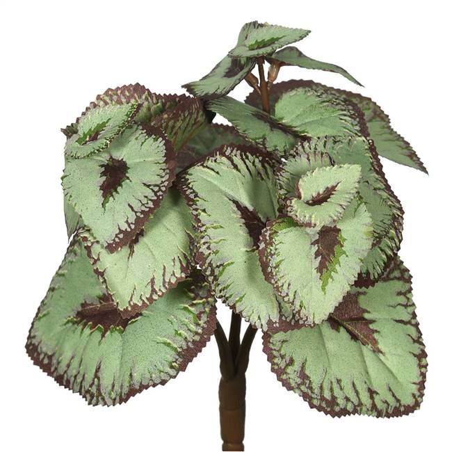 9" Begonia Bush-Grey/Brown 6/Bag