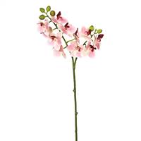 19" Pink Real Touch Phalaenopsis Orchid