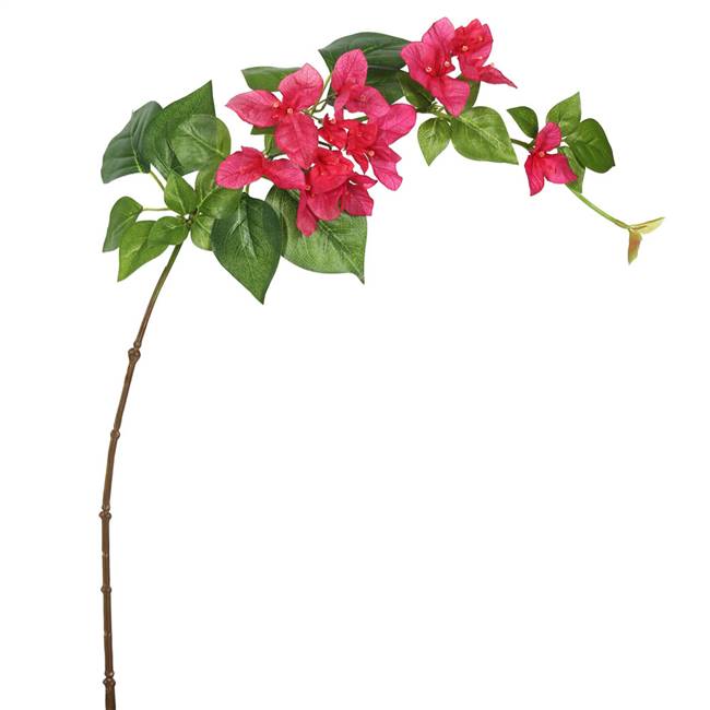 33" Single Bougainvillea-Fushia (Pk/3)