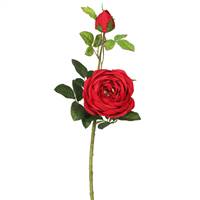 24" British Red Rose (Pk/3)