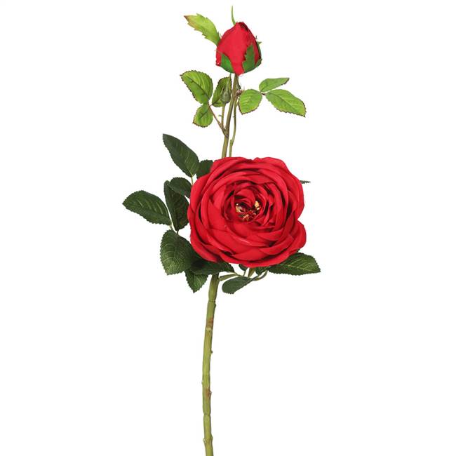 24" British Red Rose (Pk/3)