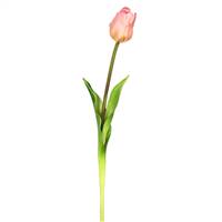 19" Single Tulip-Pink (Pk/3)