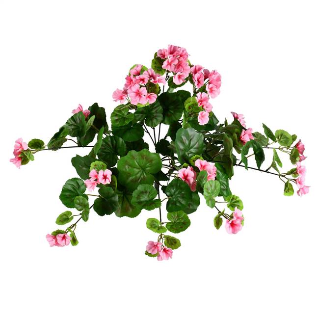 16" Pink Hanging Geranium Bush