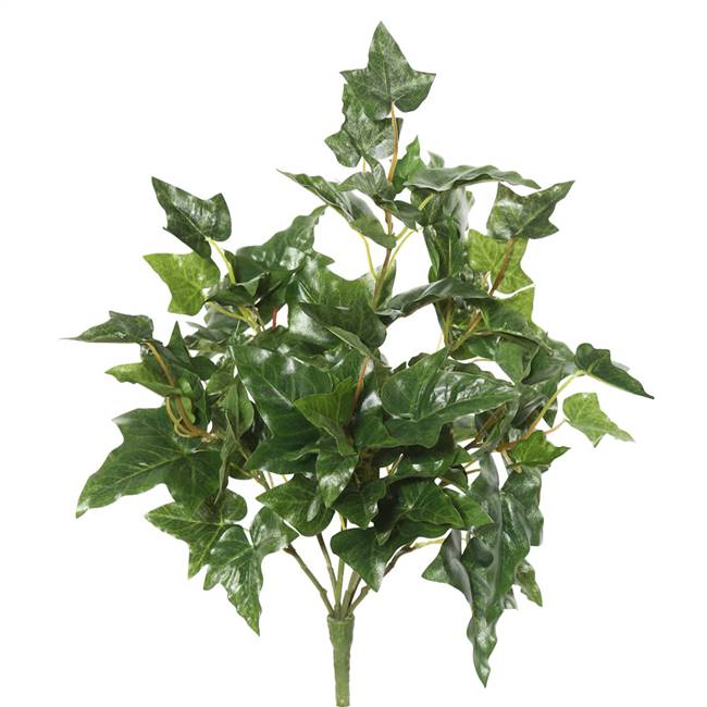 20" English Ivy Bush X 6 W/66 Lvs.-Green