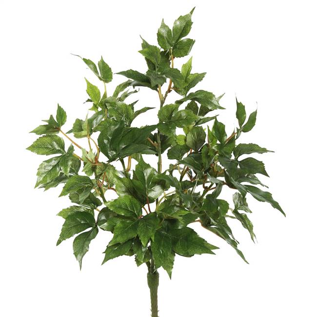 20" Maple Ivy Bush X 6 W/66 Lvs-Green