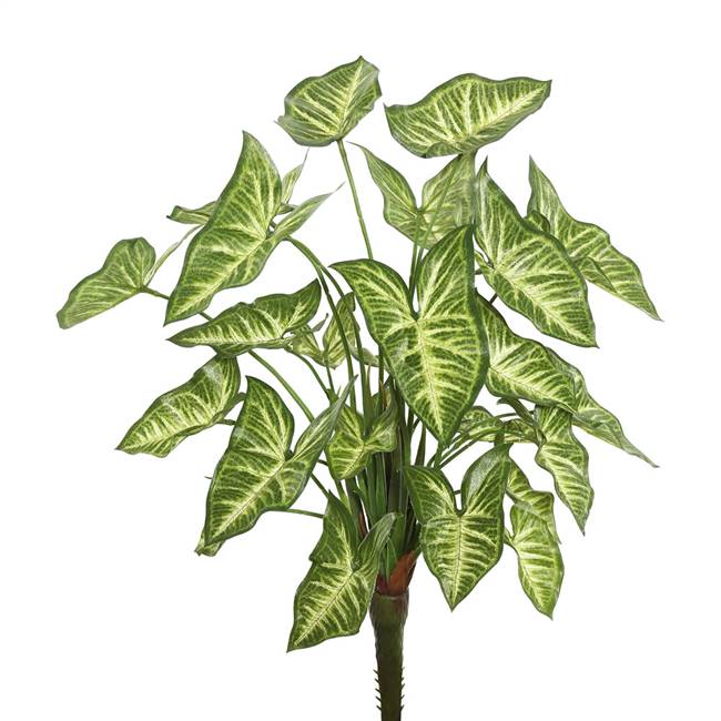 22" Syngonium Bush  W/25 Lvs.-Green