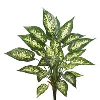 22" Dieffenbachia Exotica Bush-Grn/White