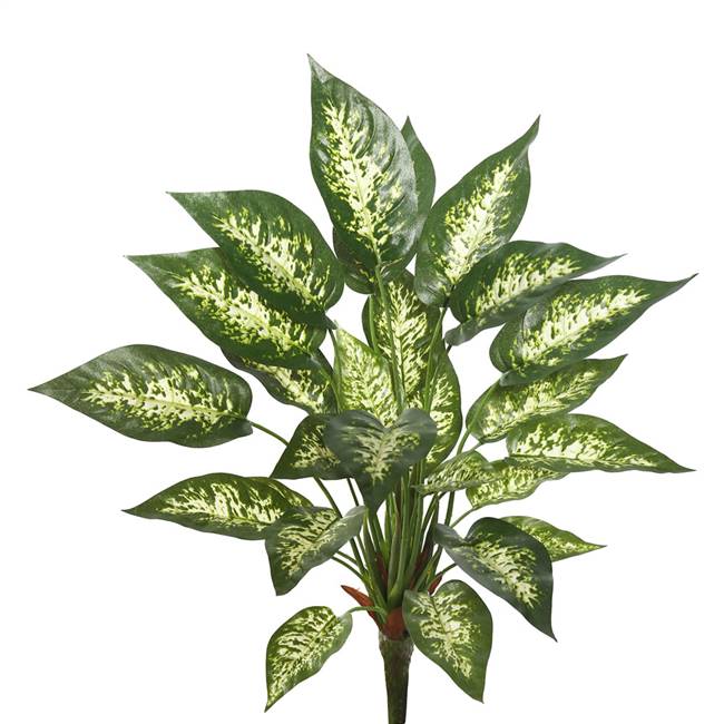 22" Dieffenbachia Exotica Bush-Grn/White