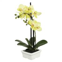 15.5" Green Potted Orchid