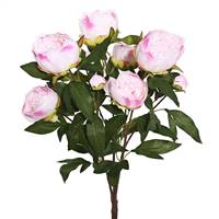 23'' Peony Bush X 6 Flwrs 3 Buds-Crm/Pk