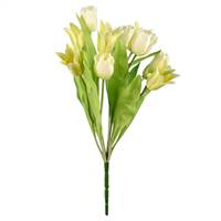 12" White Tulip Bush x 12