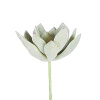 4" Echeveria Pick Pk/6
