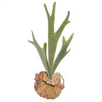 16.5" Staghorn Fern Pick