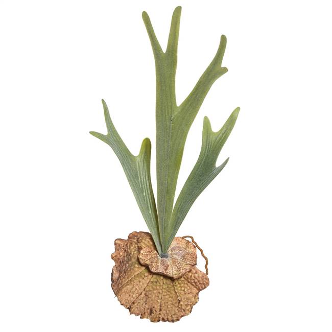 16.5" Staghorn Fern Pick