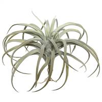 10.5" Gray Tillandsia Pick