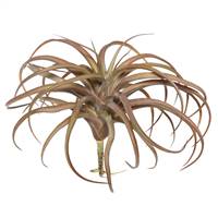 10.5" Red Tillandsia Pick