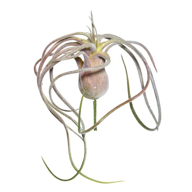 6" Green/Red Flocked Tillandsia Pick