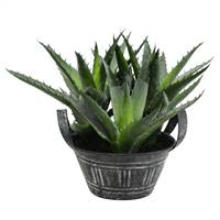 7.5" Green Succulent in Galvanized Pot